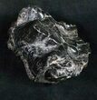 Gomphotherium Molar (Mastodon Relative) - Florida #10837-2